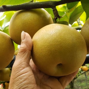 味も形も新しい甘太梨3キロ、5キロダンボール箱入り(家庭用もあります)