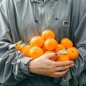 《予約で大人気！》段畑みかん　ご家庭用　3キロ〜