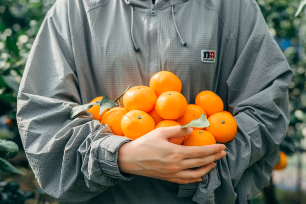 《予約で大人気！》段畑みかん　ご家庭用　3キロ〜