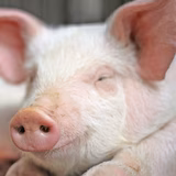 紅生姜ブタピー