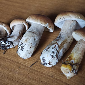 おまけ付き高級■ニセコ産■天然■秋生ポルチーニ茸