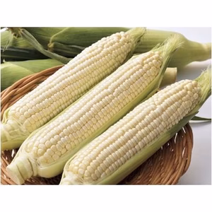【6月中旬発送】とうもろこしピュアホワイト2Lサイズ10本入