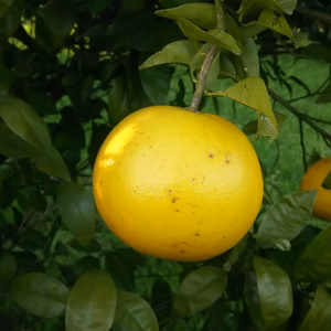 水俣産 無農薬グレープフルーツ(5kg)