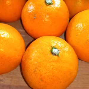 蜜柑　自然栽培　農薬肥料不使用