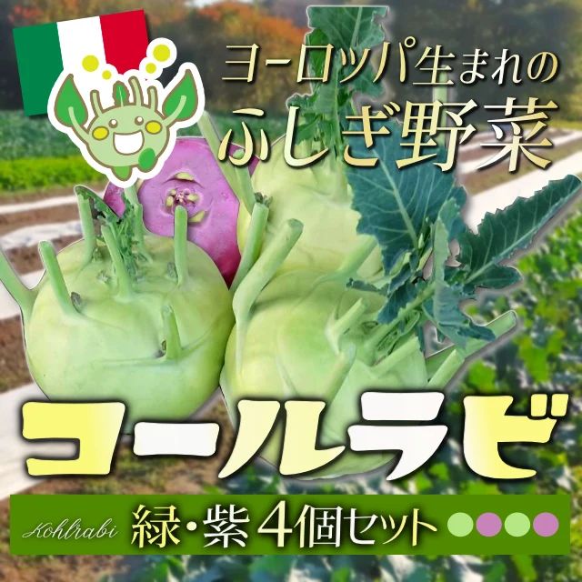 煮ても焼いても美味しさ新発見！ヨーロッパ野菜『コールラビ8個（緑・紫）セット』