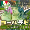 煮ても焼いても美味しさ新発見！ヨーロッパ野菜『コールラビ8個（緑・紫）セット』