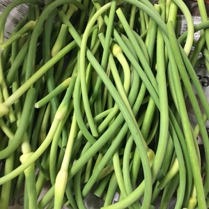 【今だけ通常価格の40％OFF】数量限定！青森県産のほくほくで甘いニンニクの芽