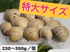 特大ホンビノス貝　【230～350g／個】