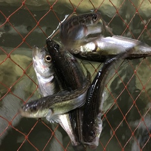 ［超限定］新秋田名物八森活ハタハタ(刺身専用)