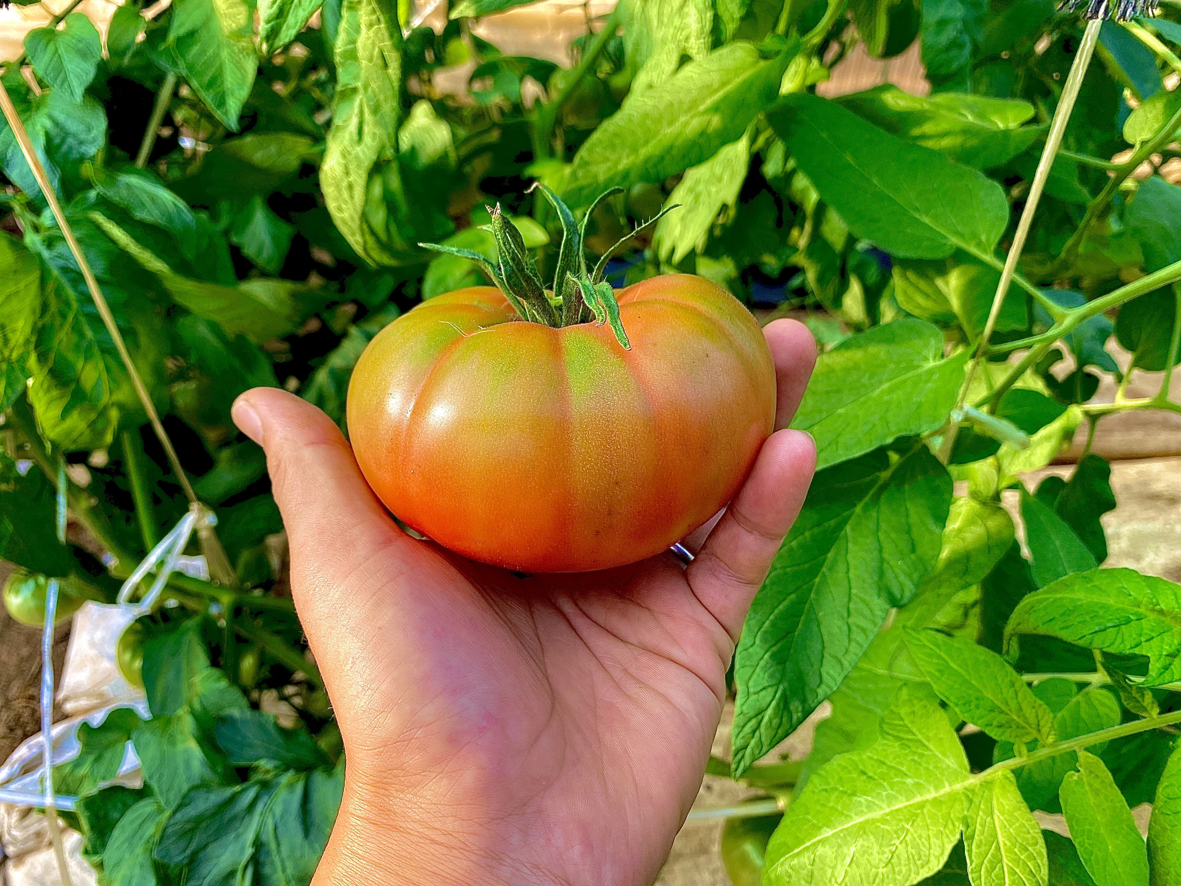 エアルーム 家宝種 トマトミックス 農家漁師から産地直送の通販 ポケットマルシェ