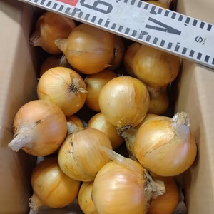 上州の　中生種玉ねぎ　ターザン(箱込み・サイズ込み)できました❗