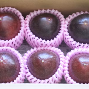 新しい品種のパッションフルーツ12個入 ギフト 約1.2kg前後