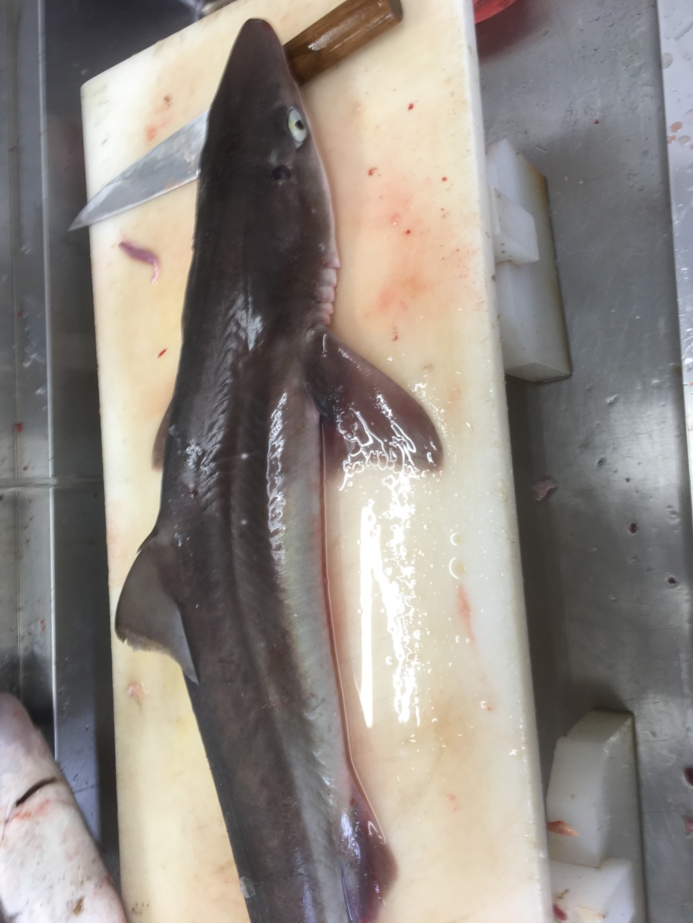 アブラツノザメ 農家漁師から産地直送の通販 ポケットマルシェ