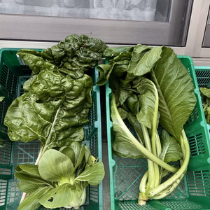 【福袋2025】高野山麓精進野菜・冬野菜アラカルト便(ジャンボサイズ)