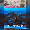 数量限定　訳あり活伊勢海老　大1キロ（2〜3匹）