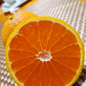 味くらべ　総量6㌔　３種類以上の柑橘セット