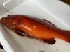 【魚突き】【捕獲動画あり】スジアラ（アカジン）1.6kg 鱗、内臓処理済