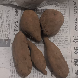 【訳あり＆お買い得！】料理に使いやすい農薬＆肥料不使用の小さな安納芋