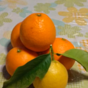 【清見】最終お買得、レモン付き～4キロ、清らかな甘さと香り～