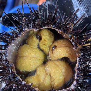 殻付き活ウニ♪ 天然　キタムラサキウニ　北三陸太平洋