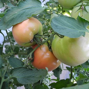完熟大玉トマト　