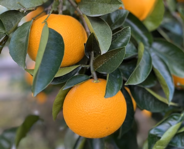 【訳あり】ほろ苦くて甘酸っぱい！はっさく(箱込み10kg.5kg)