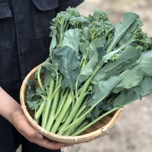 茎を食べるブロッコリー！スティックセニョール