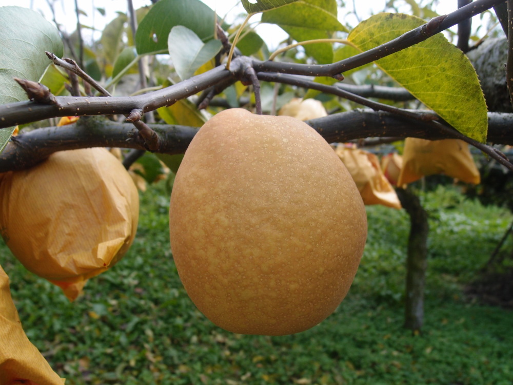 [冬ギフトにも♪]鳥取県産 王秋 約1.6kg(2玉)