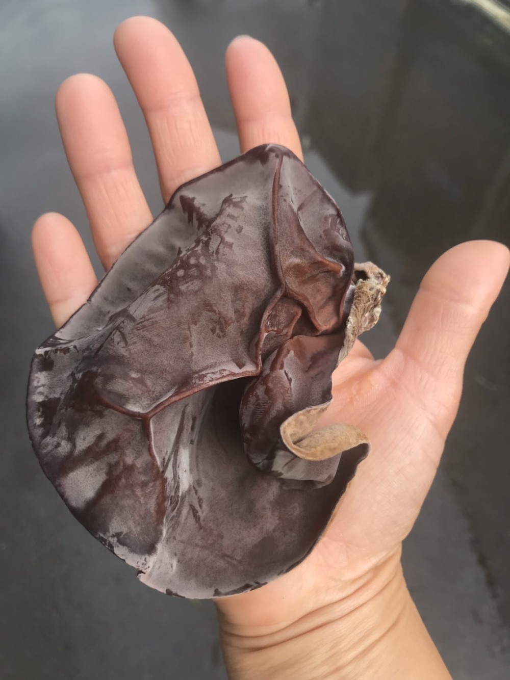 生きくらげ のたしなみ ぷりぷりでコリコリで黒も白もあるんだね 農家漁師から産地直送の通販 ポケットマルシェ
