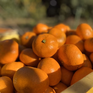 The citrus【AOSHIMA】