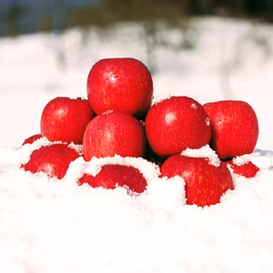 【雪中貯蔵小玉ふじりんご】酸味が抜けて甘〜い 3月お届け 農薬60％減