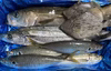 熊本県天草産　漁師直送 鮮度抜群！鮮魚おまかせBOX