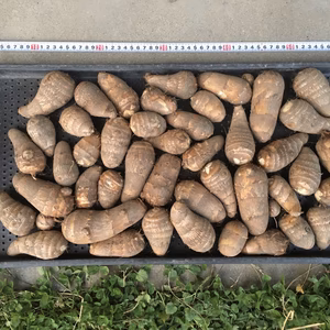 ★完売御礼m(__)m★　自然栽培　里芋（土垂）３kg　M～3L　¥650/kg