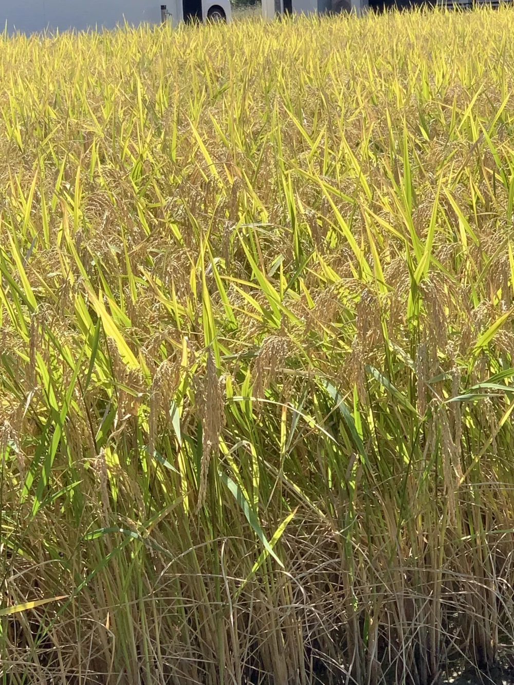 栽培期間農薬除草剤無コシヒカリはぜかけ米 Aランク