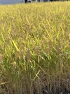 栽培期間農薬除草剤無コシヒカリはぜかけ米 Aランク