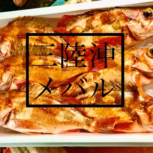 三陸沖メバル（ご希望により、血抜き、内蔵処理致します。）