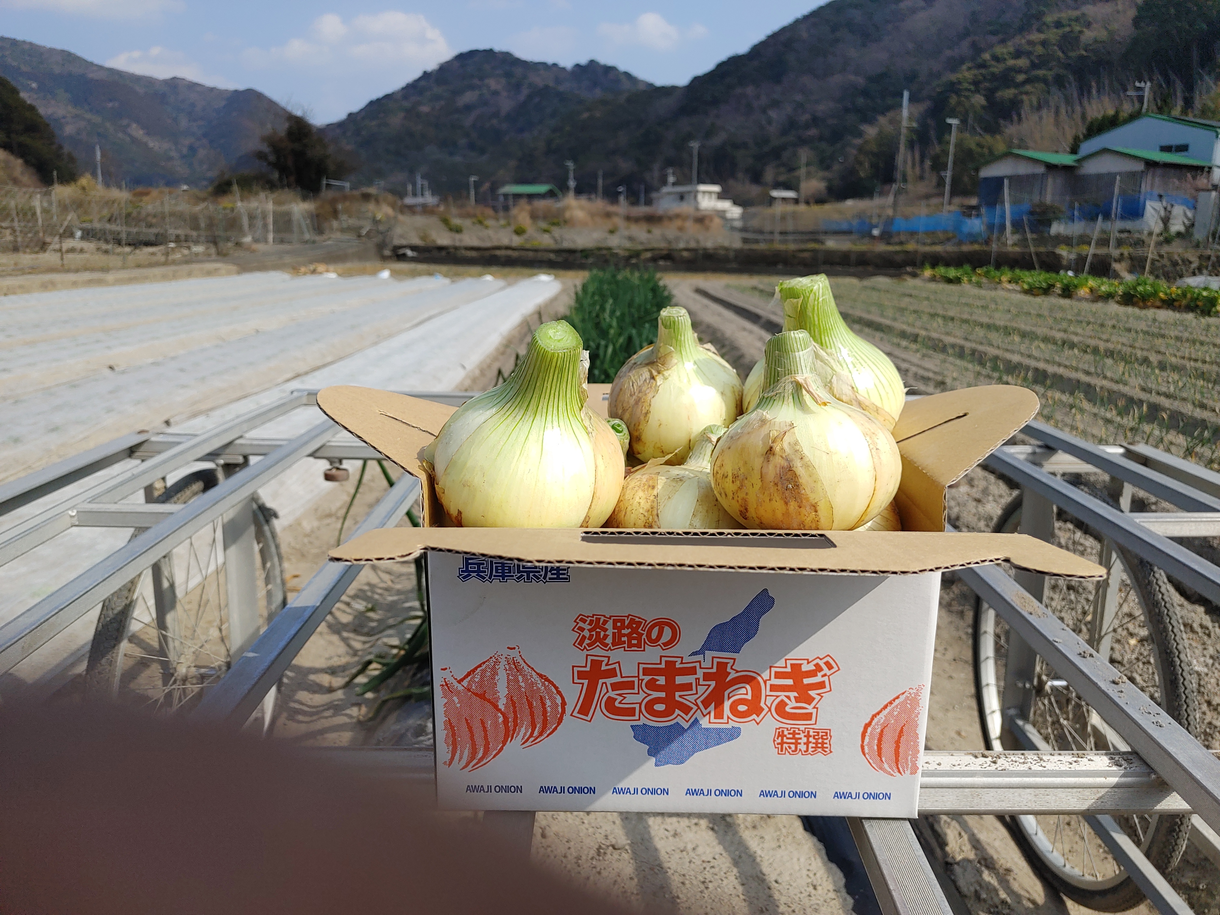 大好評、地層が違う淡路島玉ねぎ、もみじの輝き(晩生) もみじの輝き風袋込みの10キロ