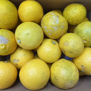 [ワケあり]外皮に多くのキズ・色抜けありの為樹上完熟黄かぼす2.5kg