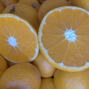 [訳あり]いしじみかん（傷あり、中身綺麗、大小込み） 10キロ箱に入るだけMAX