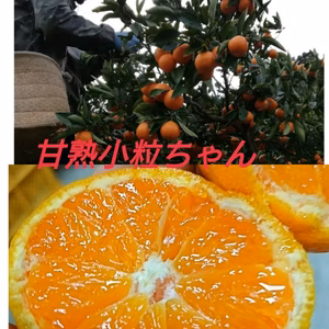 有田産】　完熟木成り❢甘小粒ちゃん❢田口完熟早生 優品【２S ～3S】