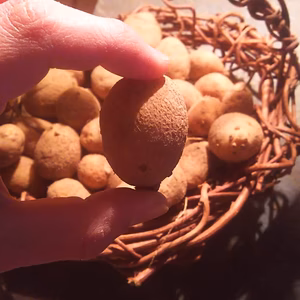 やさいやねこのて ミニミニジャガイモ マチルダ 農薬化学肥料不使用