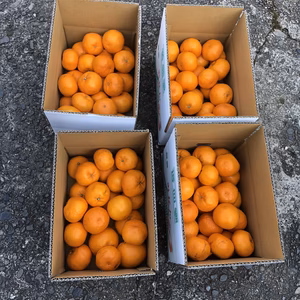 富士山の見える畑で育った　はるみみかん　4kg(18～28個)　