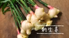 季節の変わり目に身体ポカポカ！千葉県産　新生姜　500g