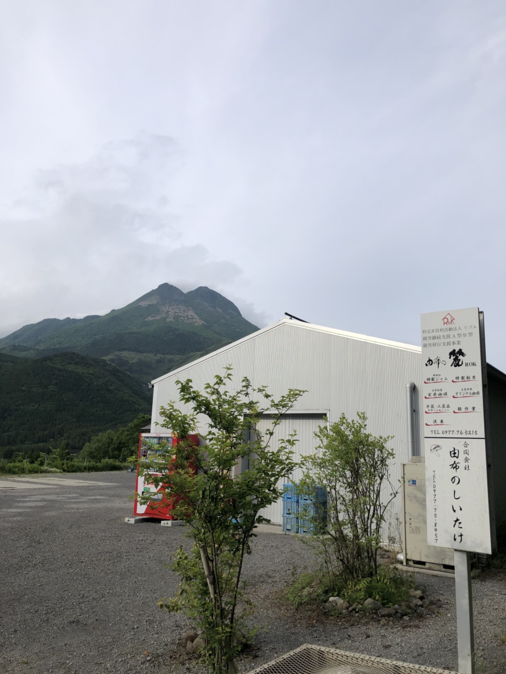 由布のしいたけの通販 大土優之介さん 農家漁師から産地直送の通販 ポケットマルシェ