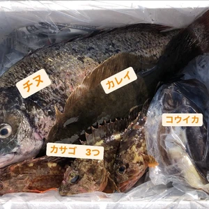 小豆島の海の恵み。旬のお魚お任せ鮮魚ハーフセットＰ（５～７匹）