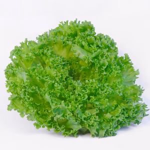 【水耕栽培】サクッうまっ！星のブーケレタスクリスピーレタス1kg