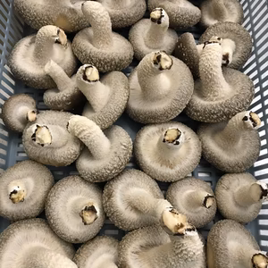 秀品 菌床しいたけ 1kg  (肉厚、大きめ) なくなり次第終了！