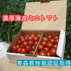 【濃厚薄皮】特栽認証 ミニトマト 1.4kg 青森県産 プチトマト