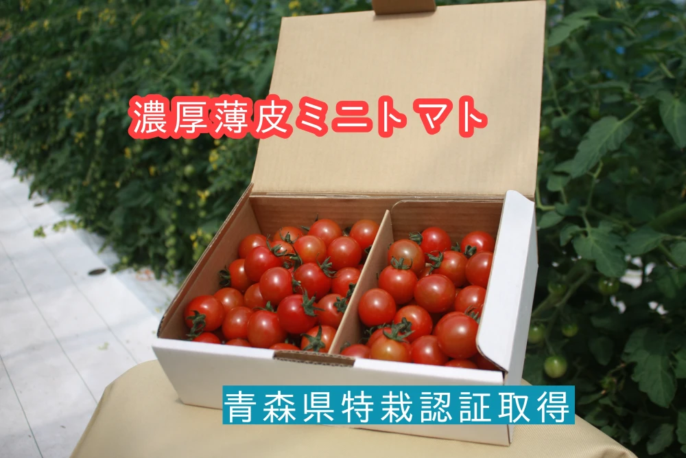 【濃厚薄皮】特栽認証 ミニトマト 1.4kg 青森県産 プチトマト