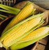 6月発送分【農家直送】甘さNo1‼️ トウモロコシ 味来(みらい)  12本